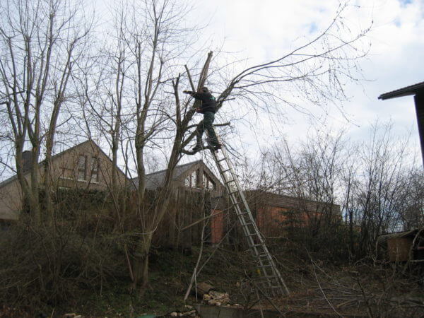 baum-faellen-basel-baumpflege-1.jpg