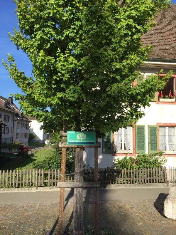 baum-faellen-basel-baumpflege-11.jpg