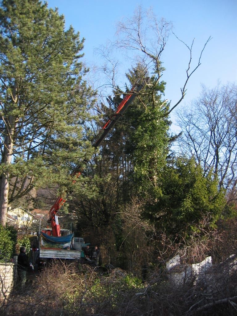 baum-faellen-basel-baumpflege-12.jpg