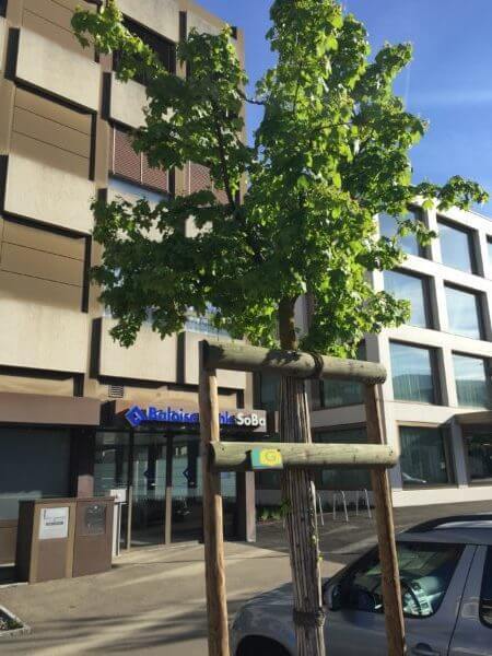 baum-faellen-basel-baumpflege-24.jpg