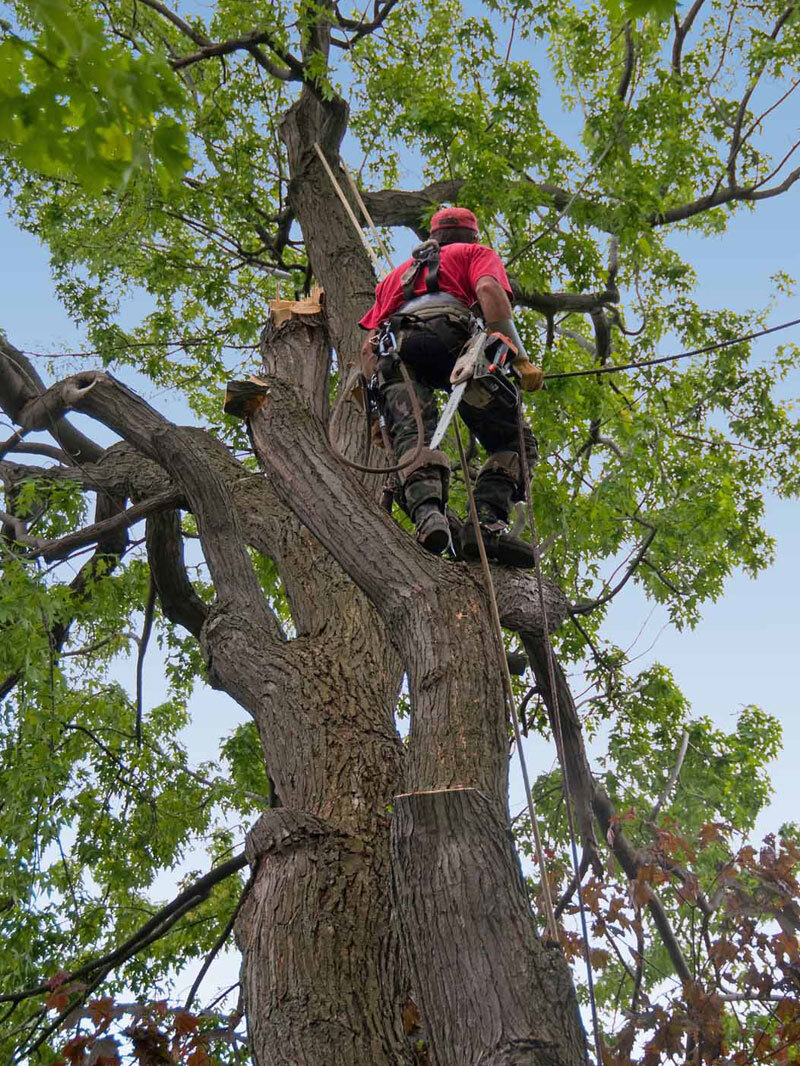 baum-faellen-basel-baumpflege-25.jpg