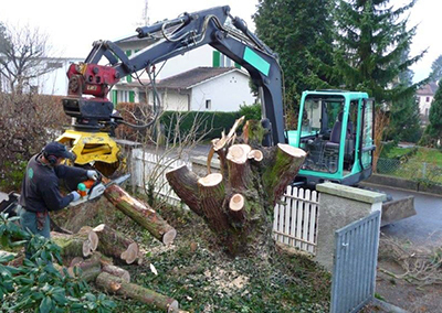 Baum fällen Basel